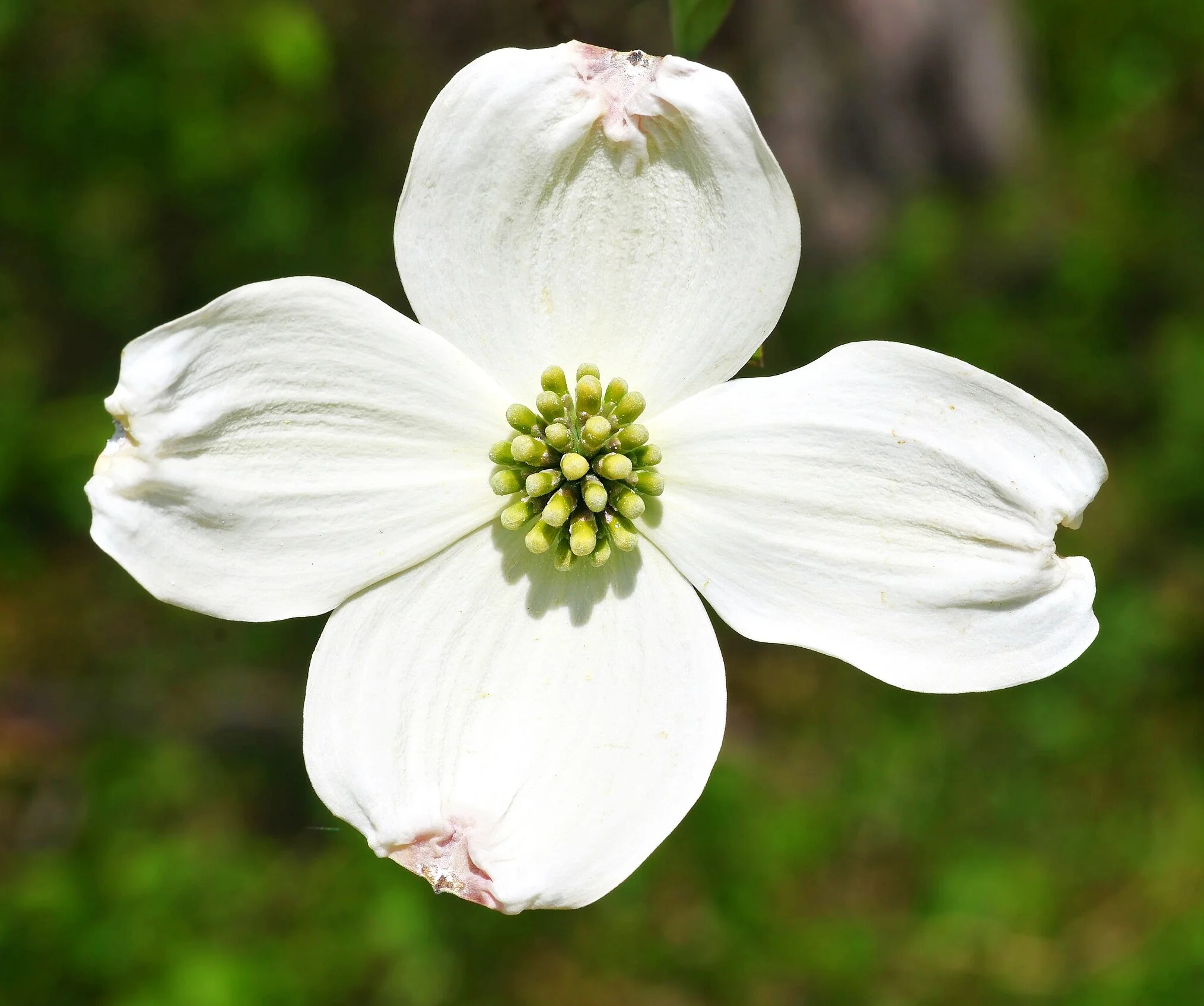 Flowering Dogwood Tree - Image 9