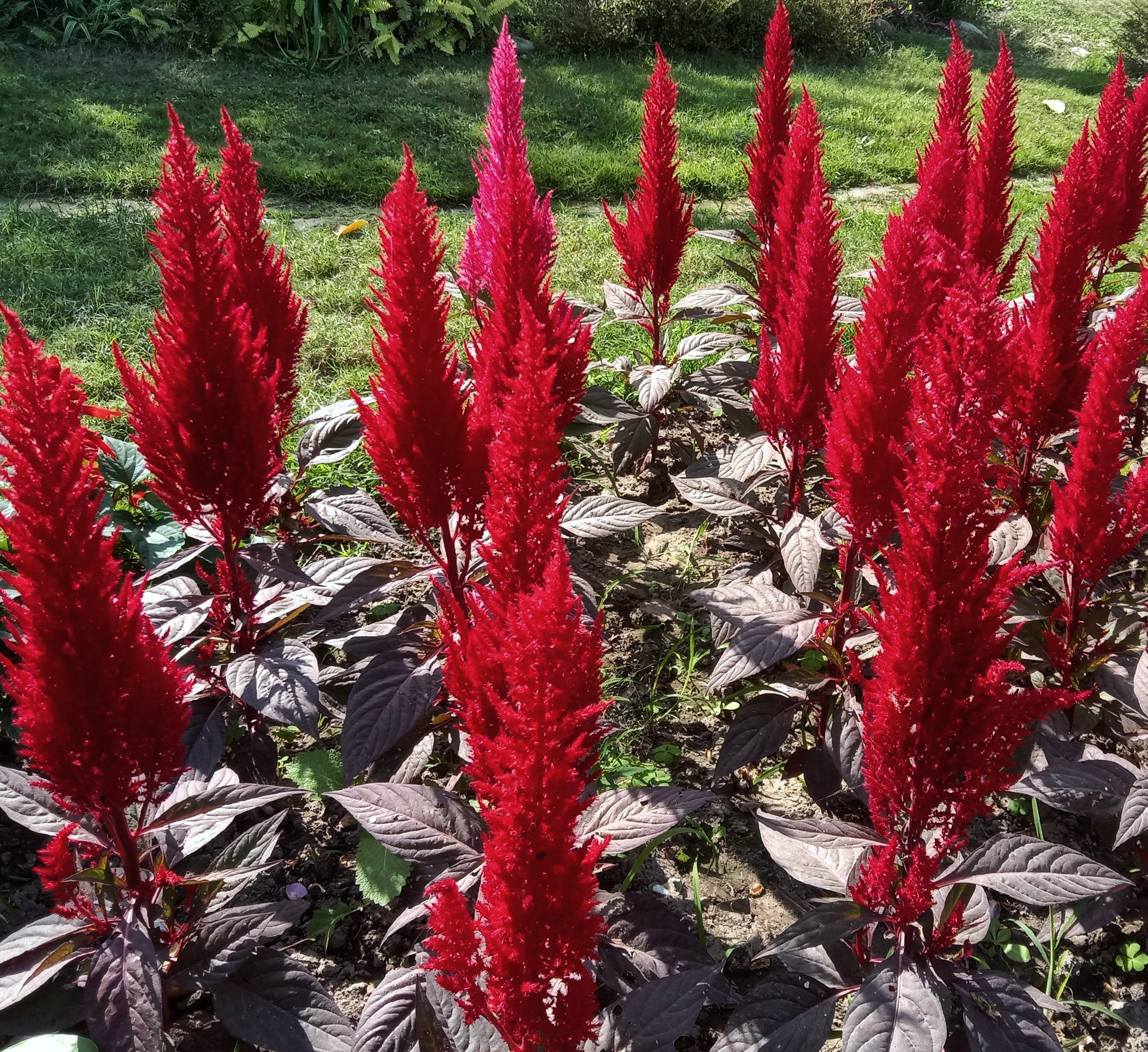 Forest Fire Celosia - Image 10