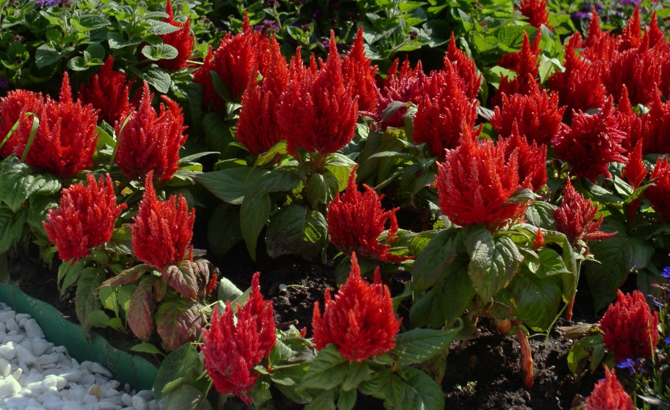 Forest Fire Celosia - Image 2