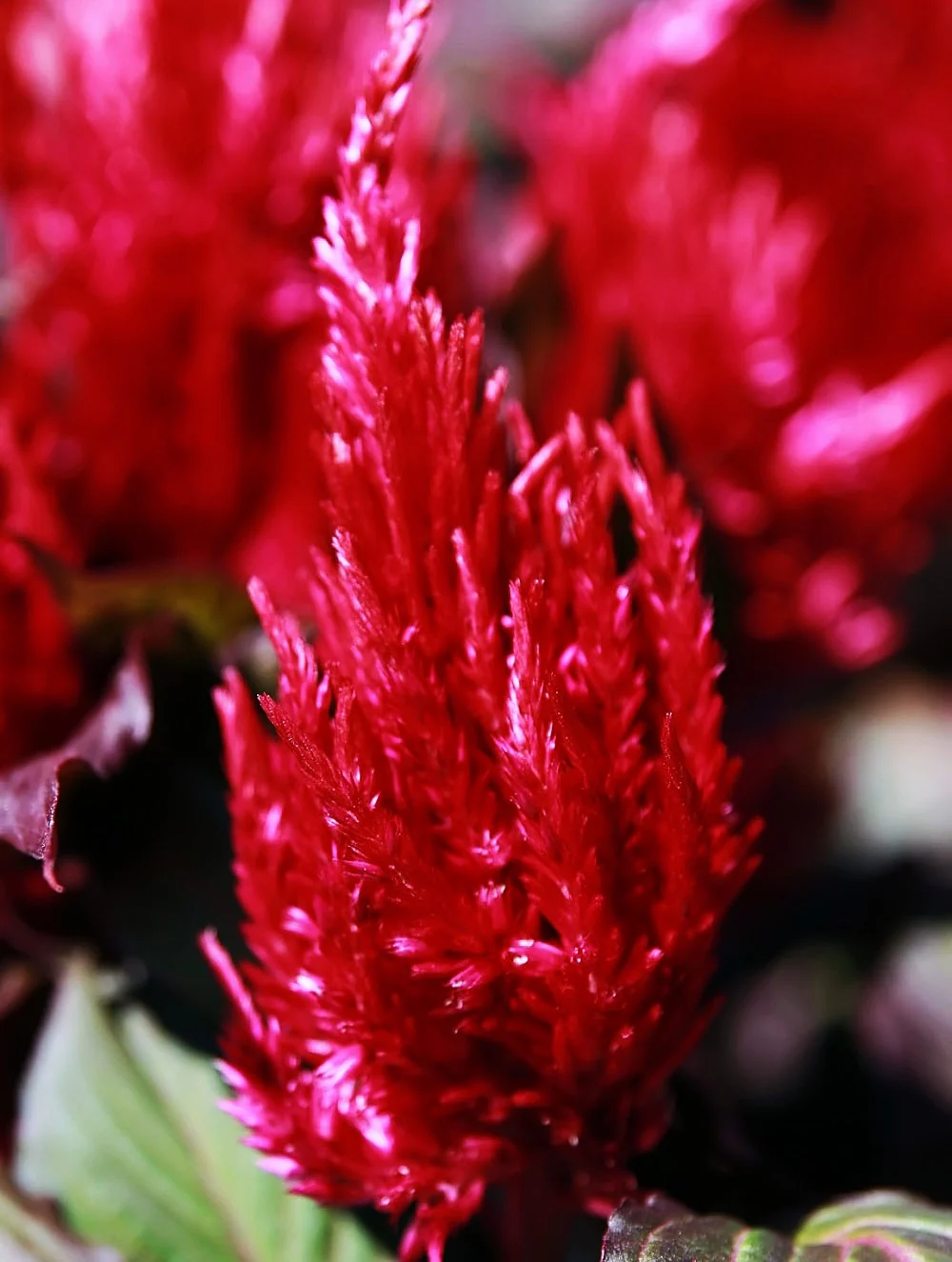 Forest Fire Celosia - Image 4