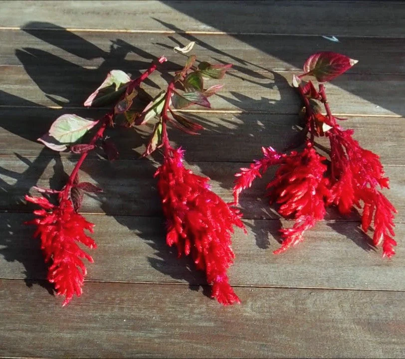 Forest Fire Celosia - Image 5
