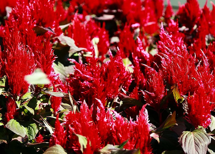 Forest Fire Celosia - Image 7