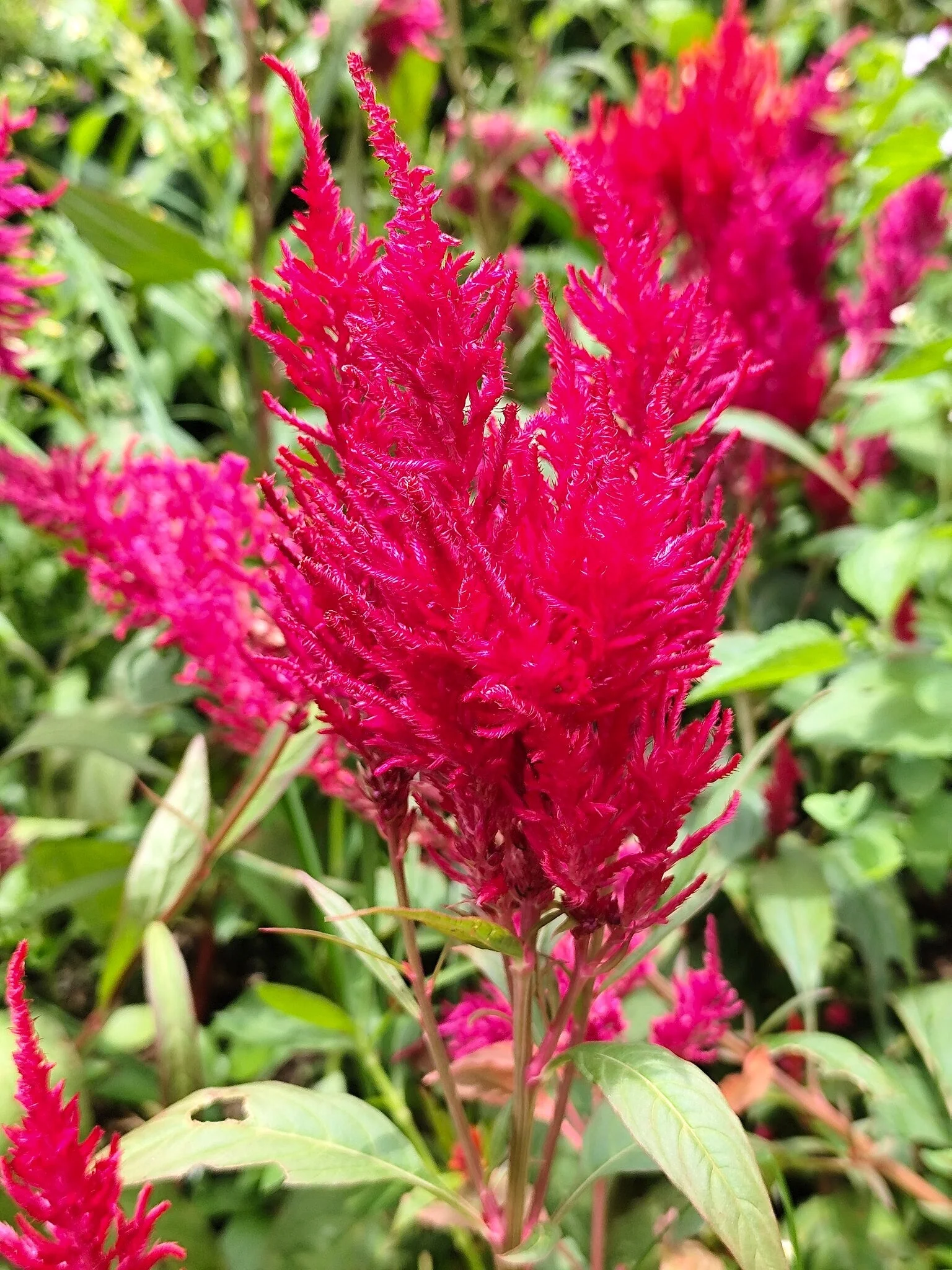Forest Fire Celosia - Image 8