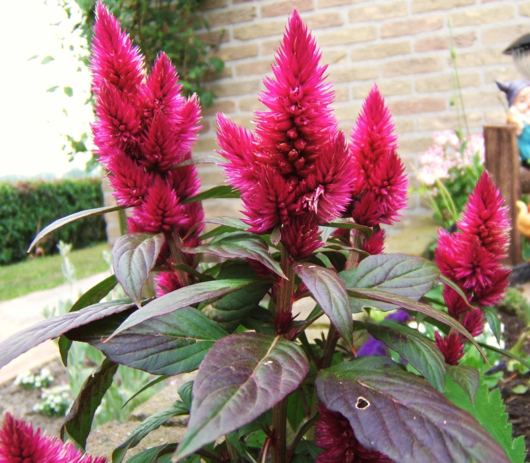 Forest Fire Celosia - Image 9