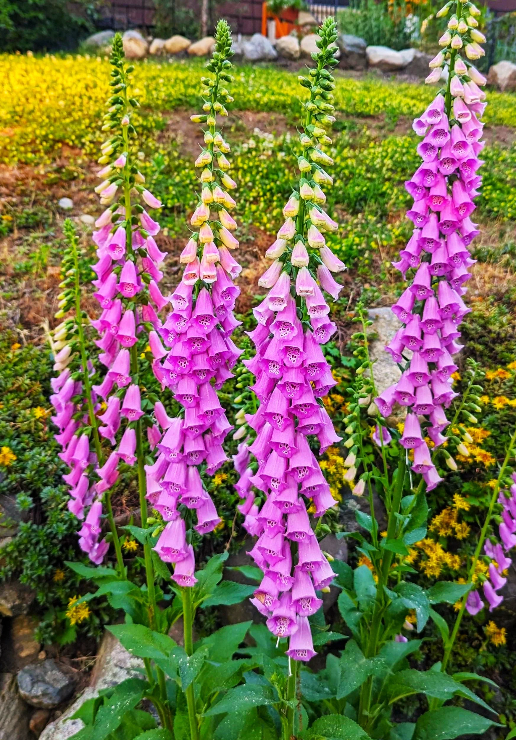 Foxglove - Image 2