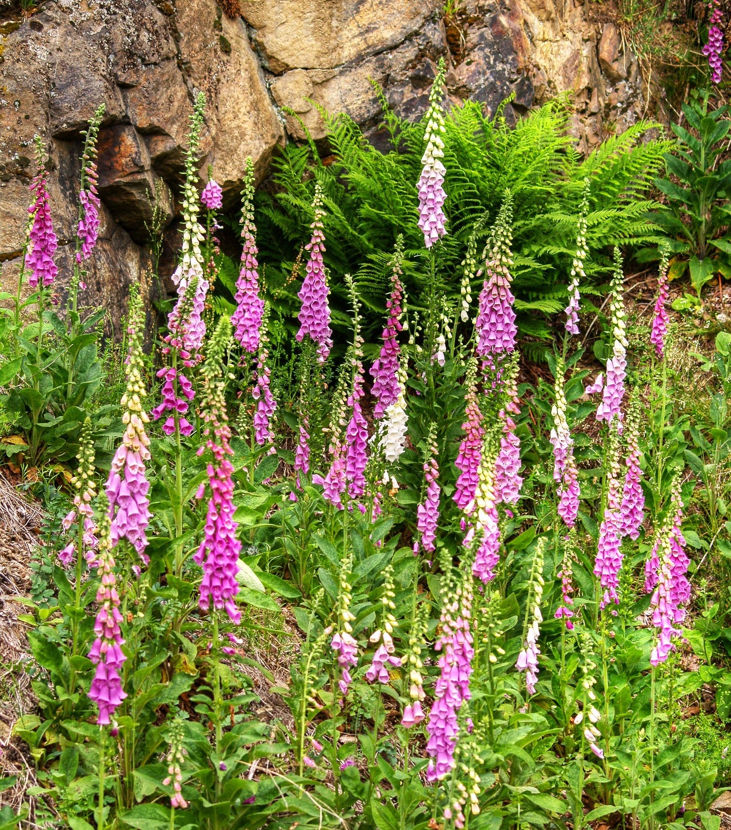 Foxglove - Image 3
