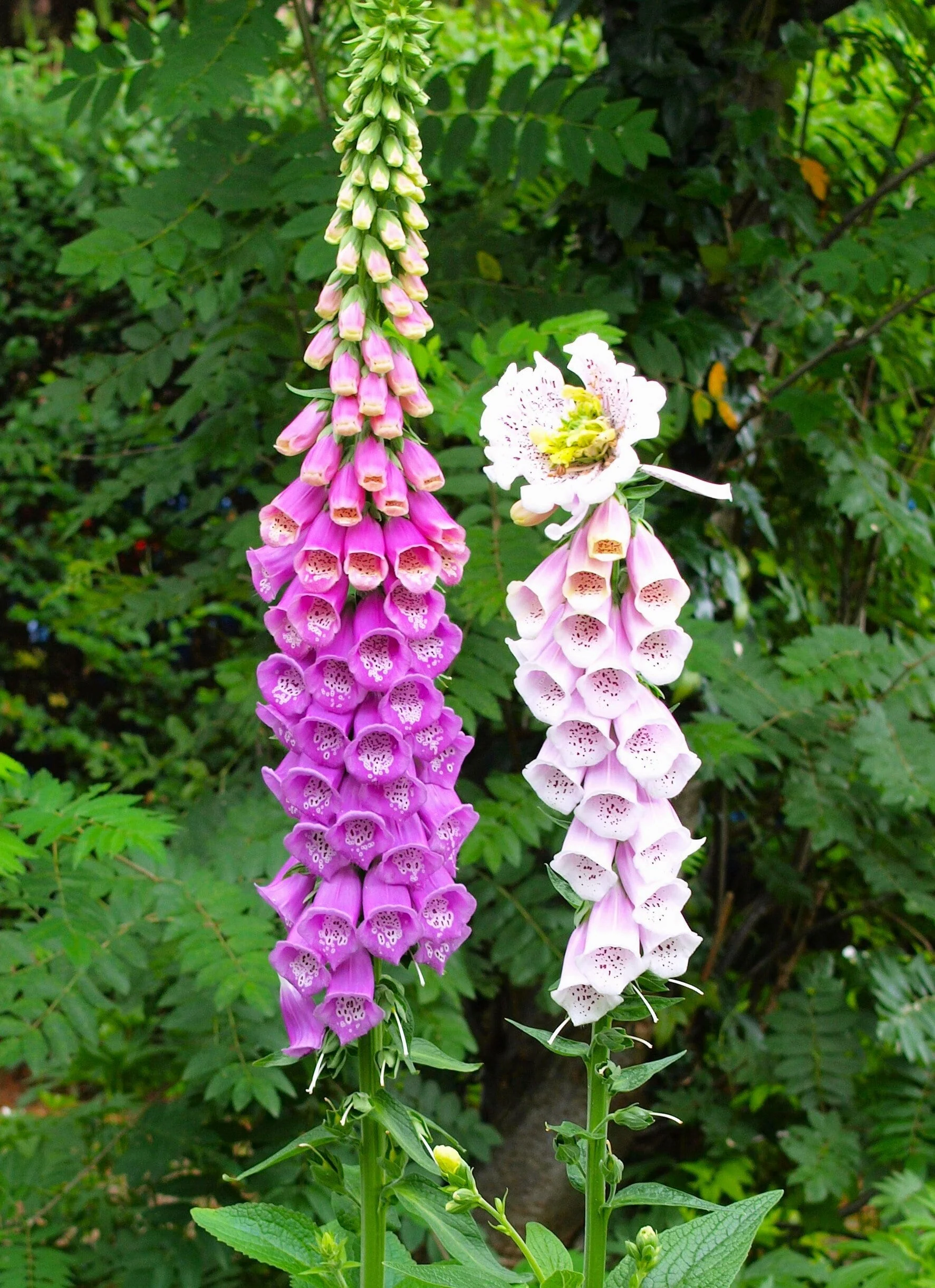 Foxglove - Image 5