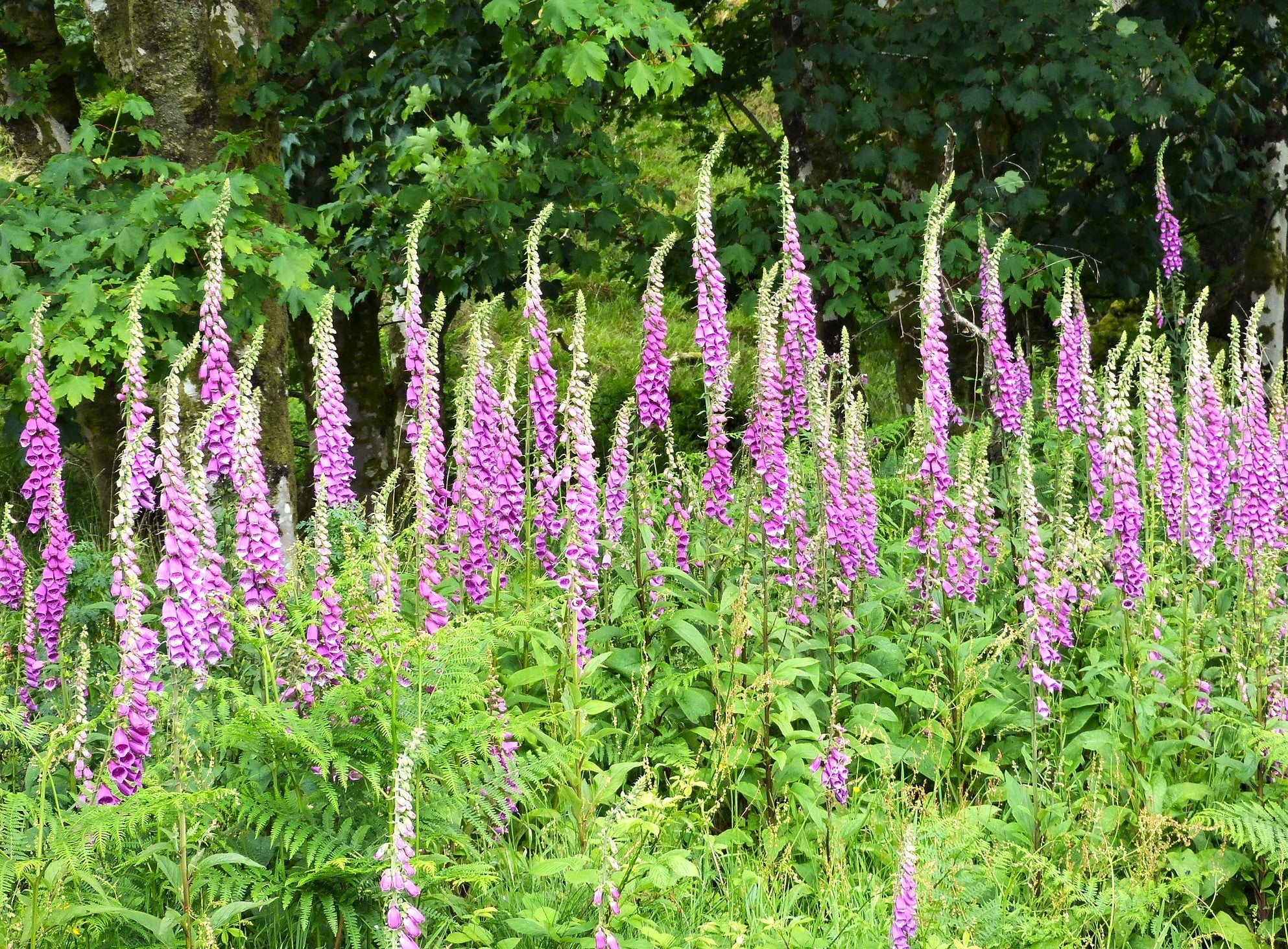 Foxglove - Image 9