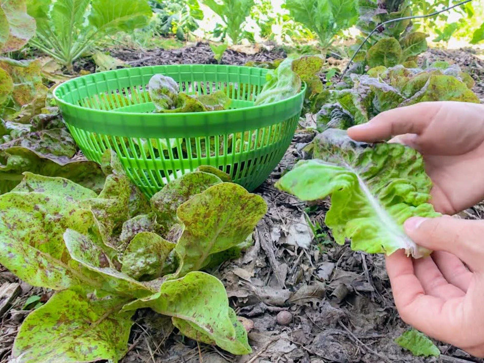Freckles Romaine Lettuce - Image 3
