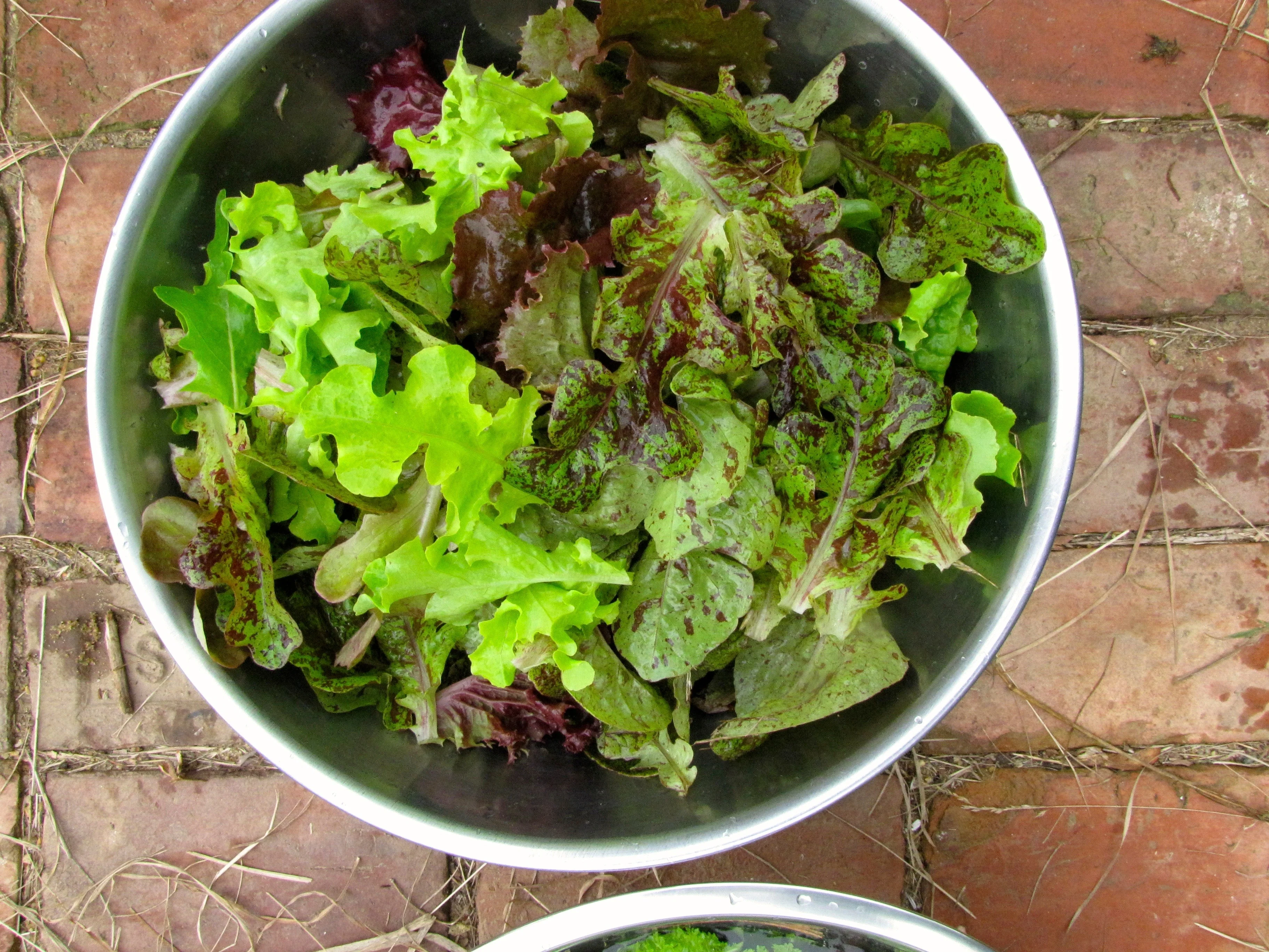 Freckles Romaine Lettuce - Image 4