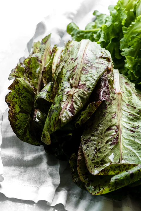 Freckles Romaine Lettuce - Image 5