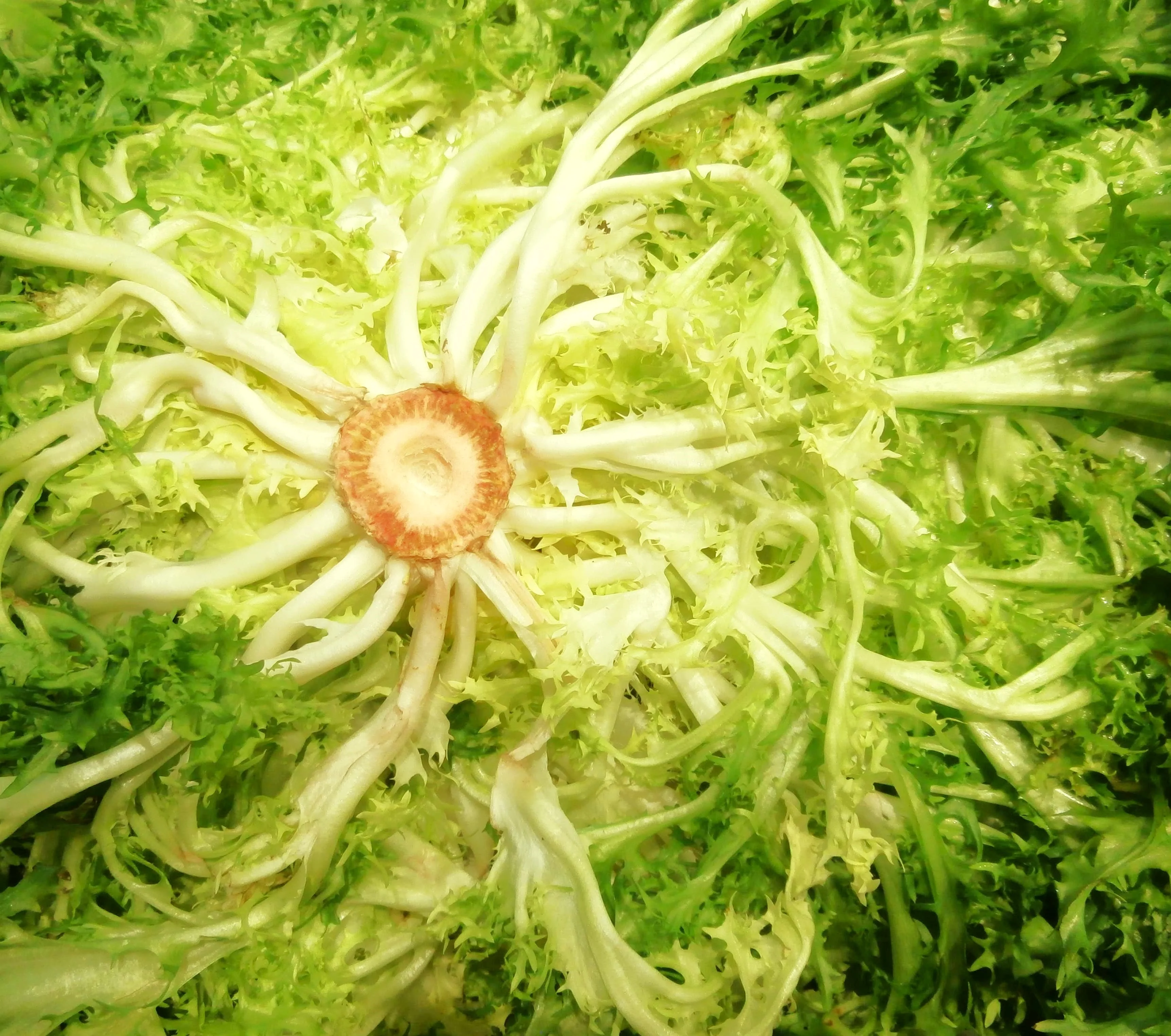 Frisee Endive - Image 3