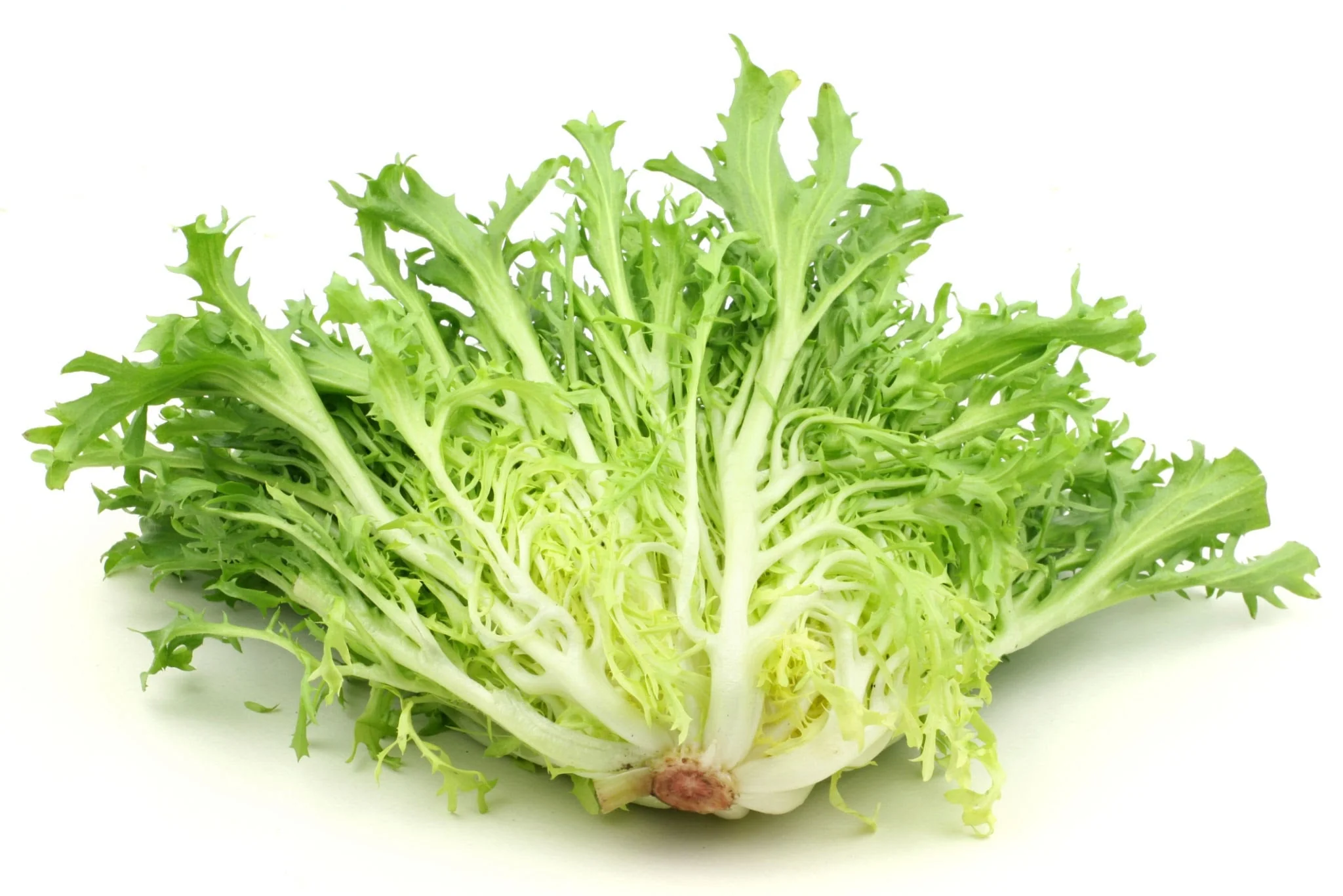 Frisee Endive - Image 6