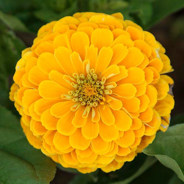 Fruity Beauty Mix Zinnia - Image 3
