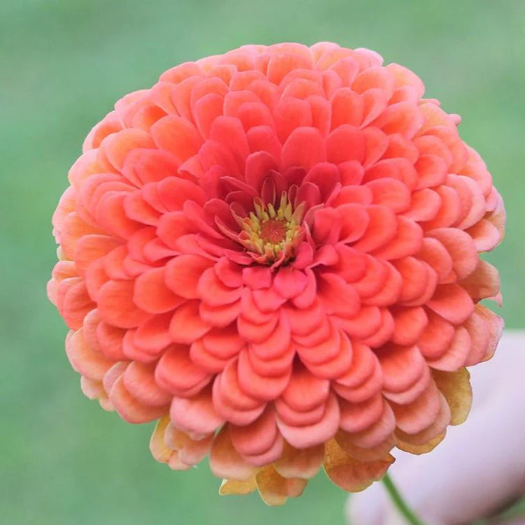 Fruity Beauty Mix Zinnia - Image 4