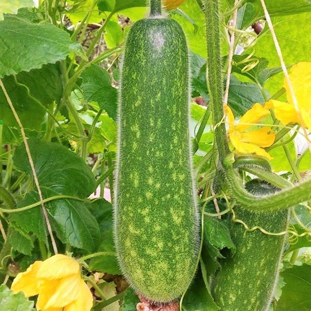 Fuzzy Hair Melon