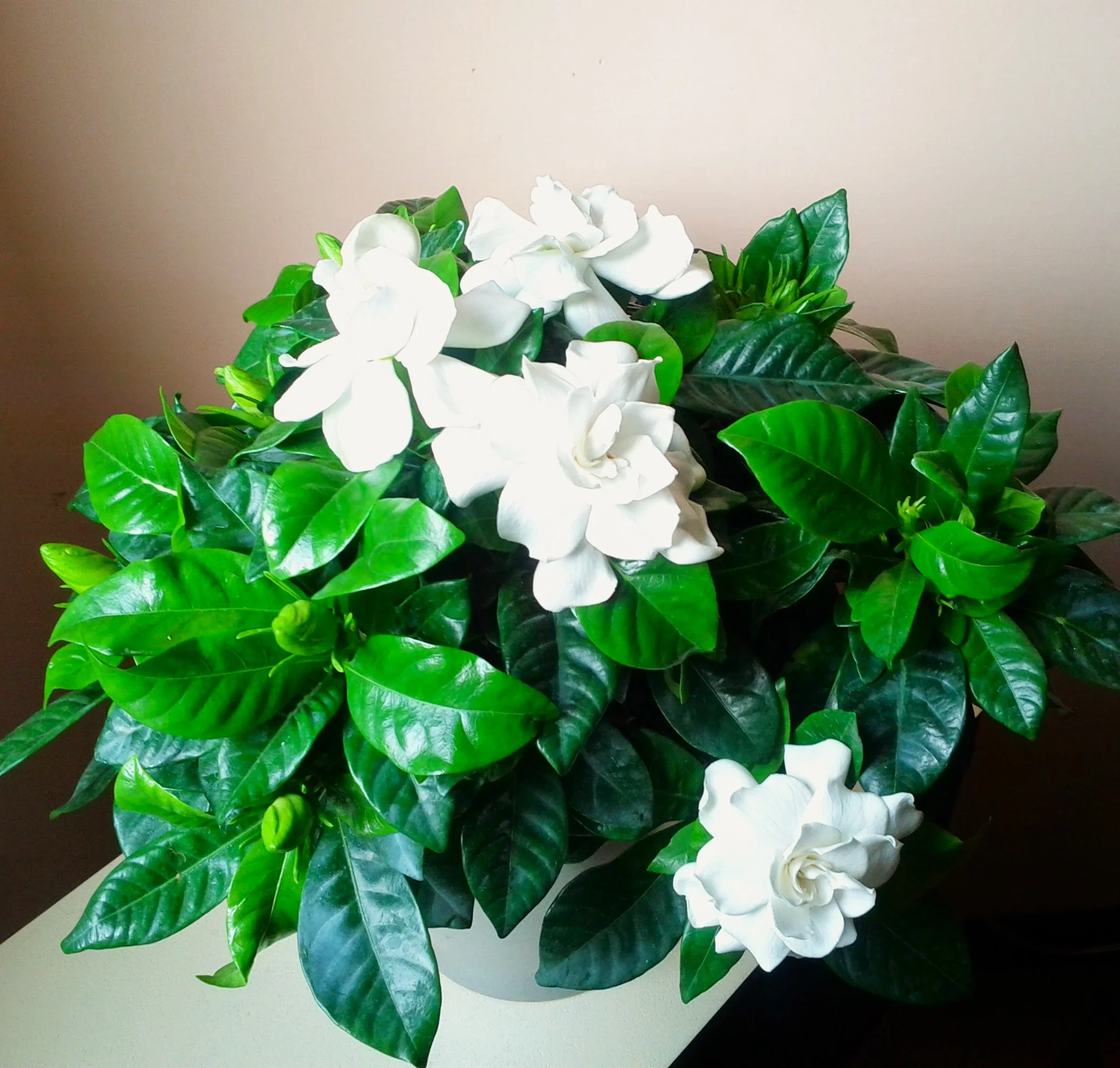Gardenia - Image 10