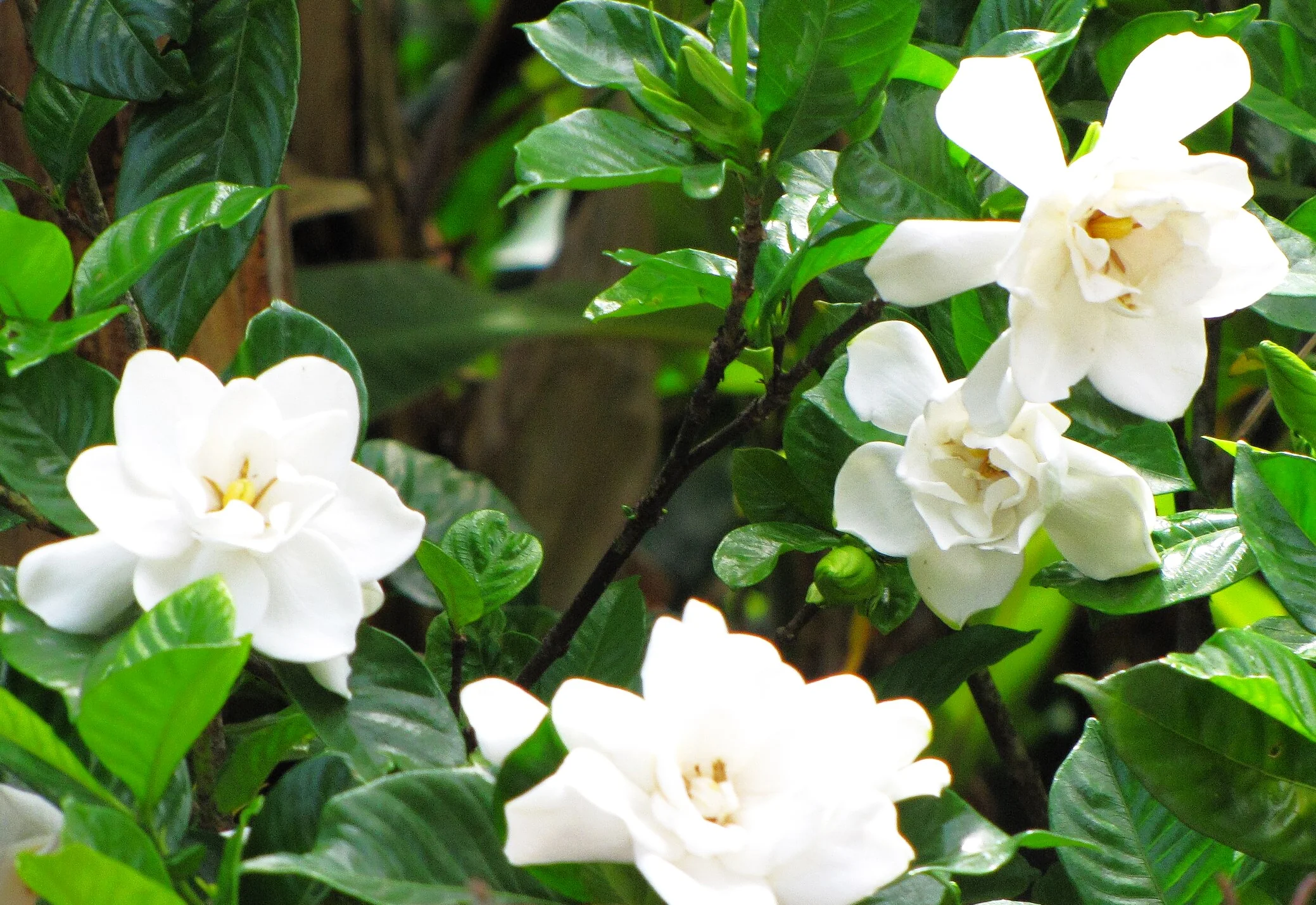 Gardenia - Image 2
