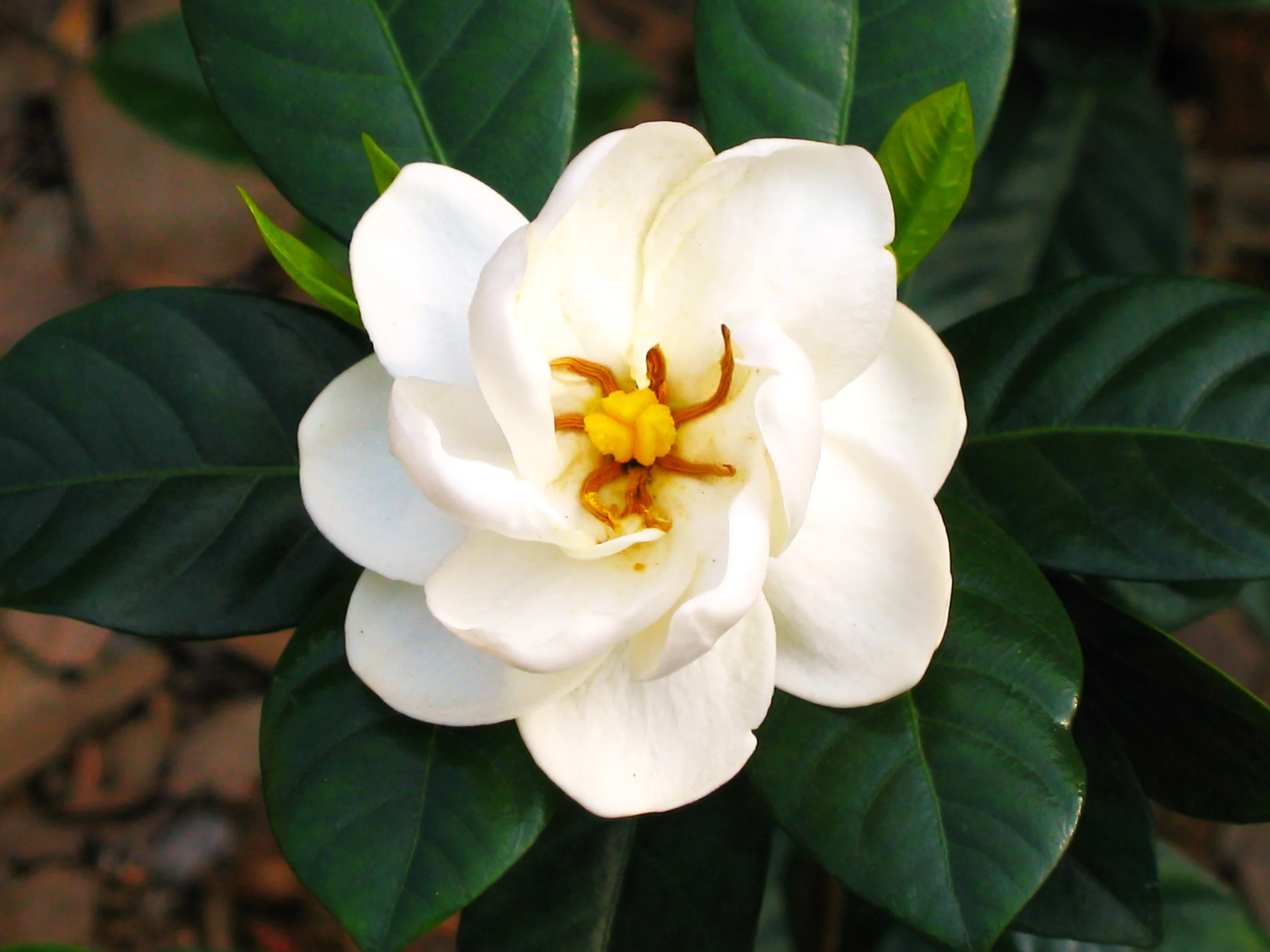 Gardenia - Image 3