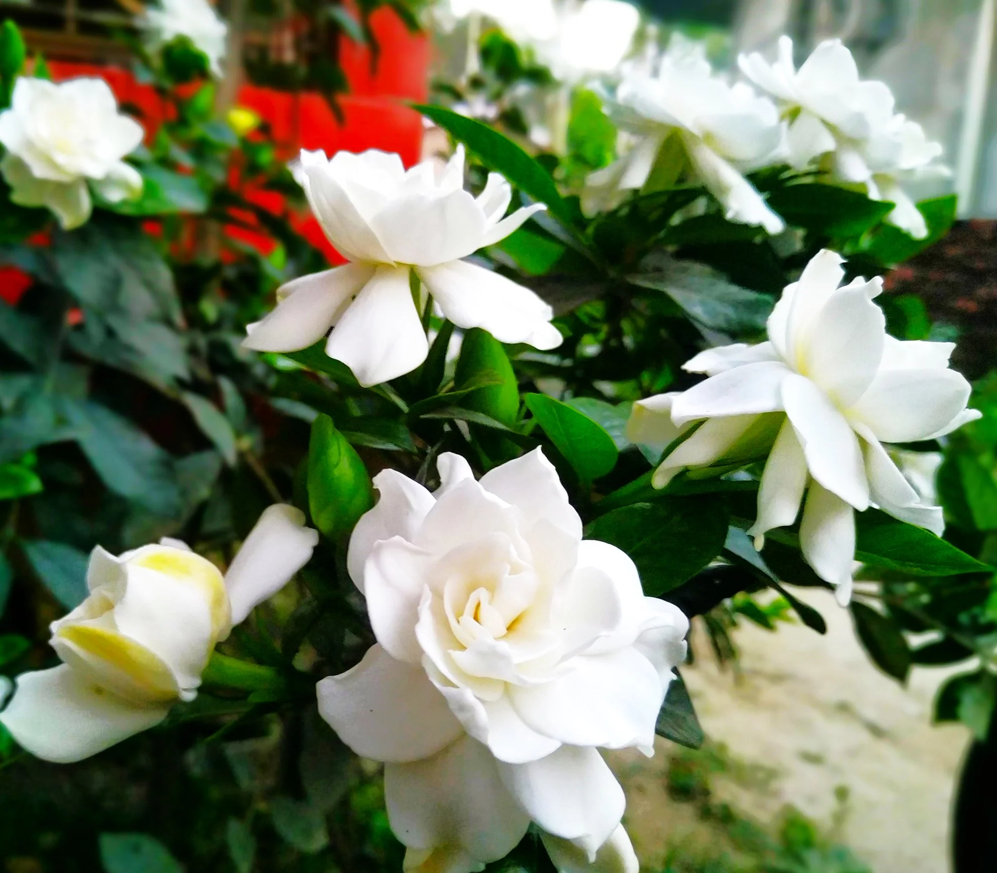 Gardenia - Image 4