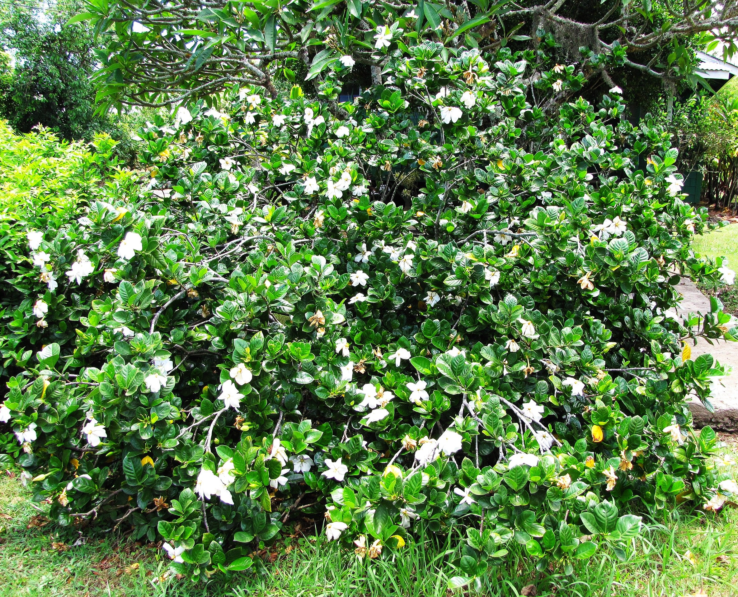 Gardenia - Image 5