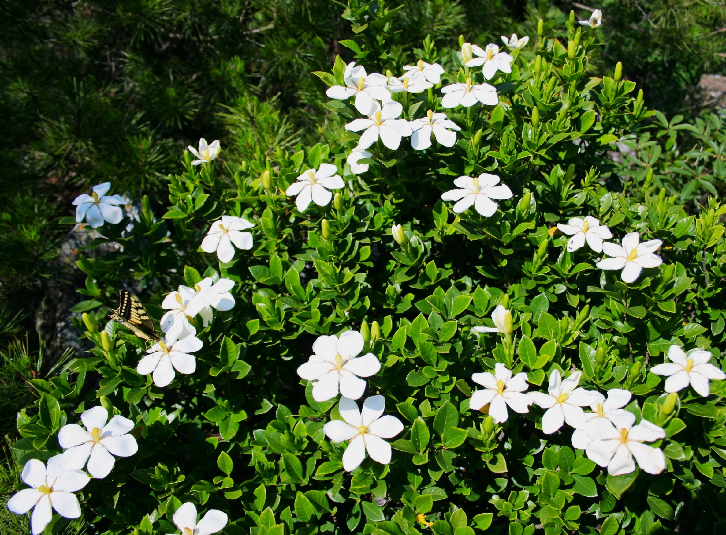 Gardenia - Image 6