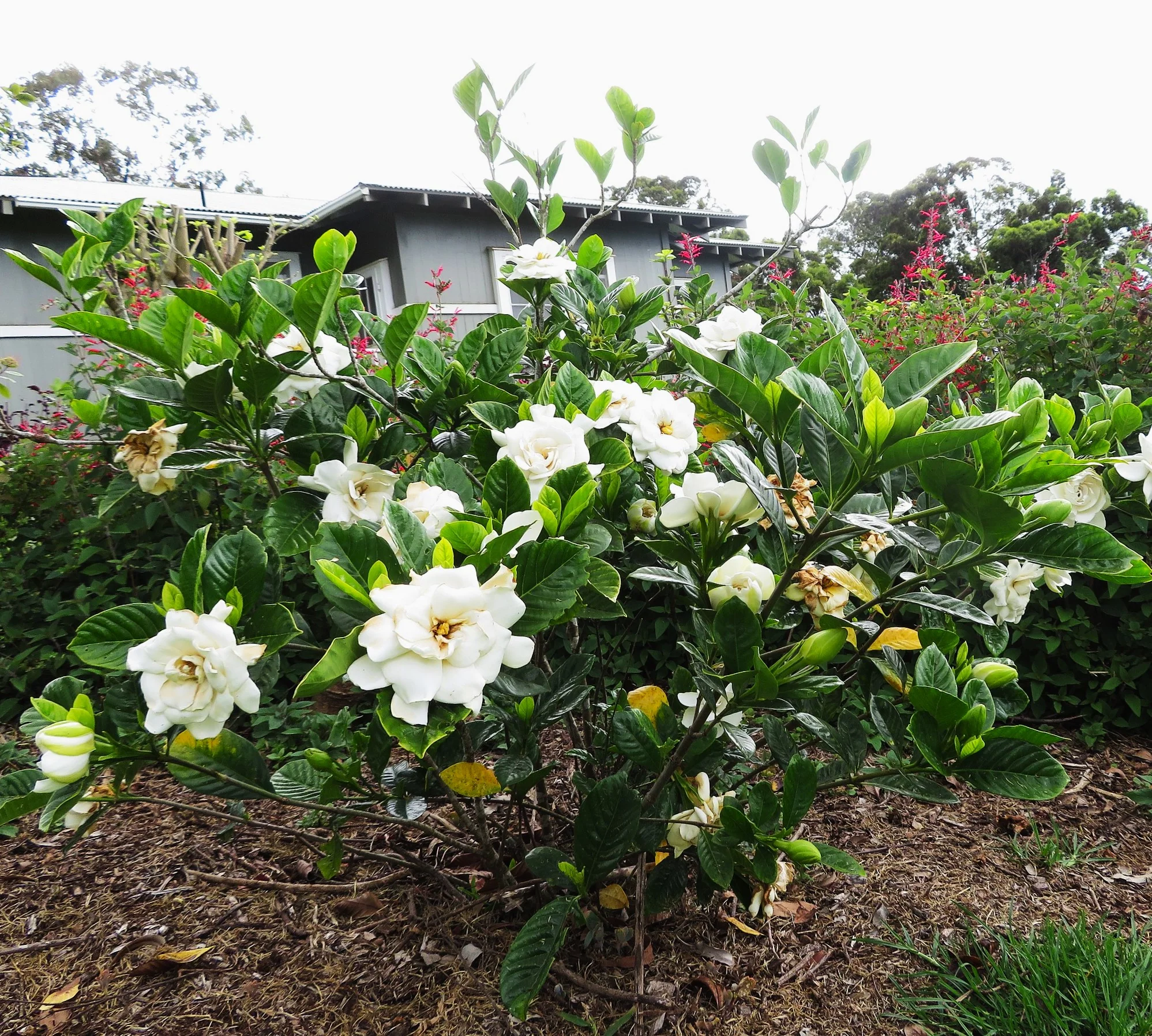 Gardenia - Image 7