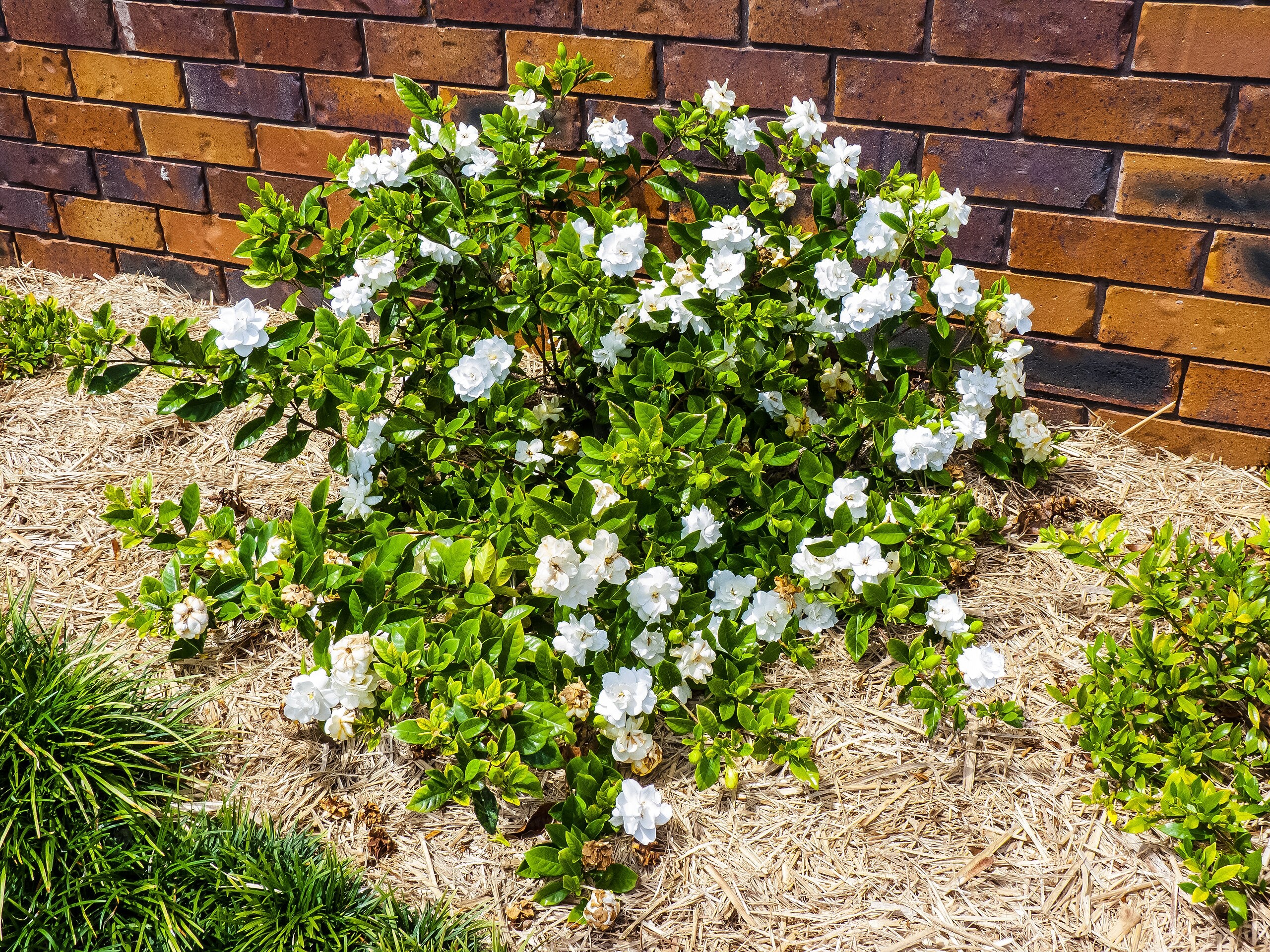 Gardenia - Image 8