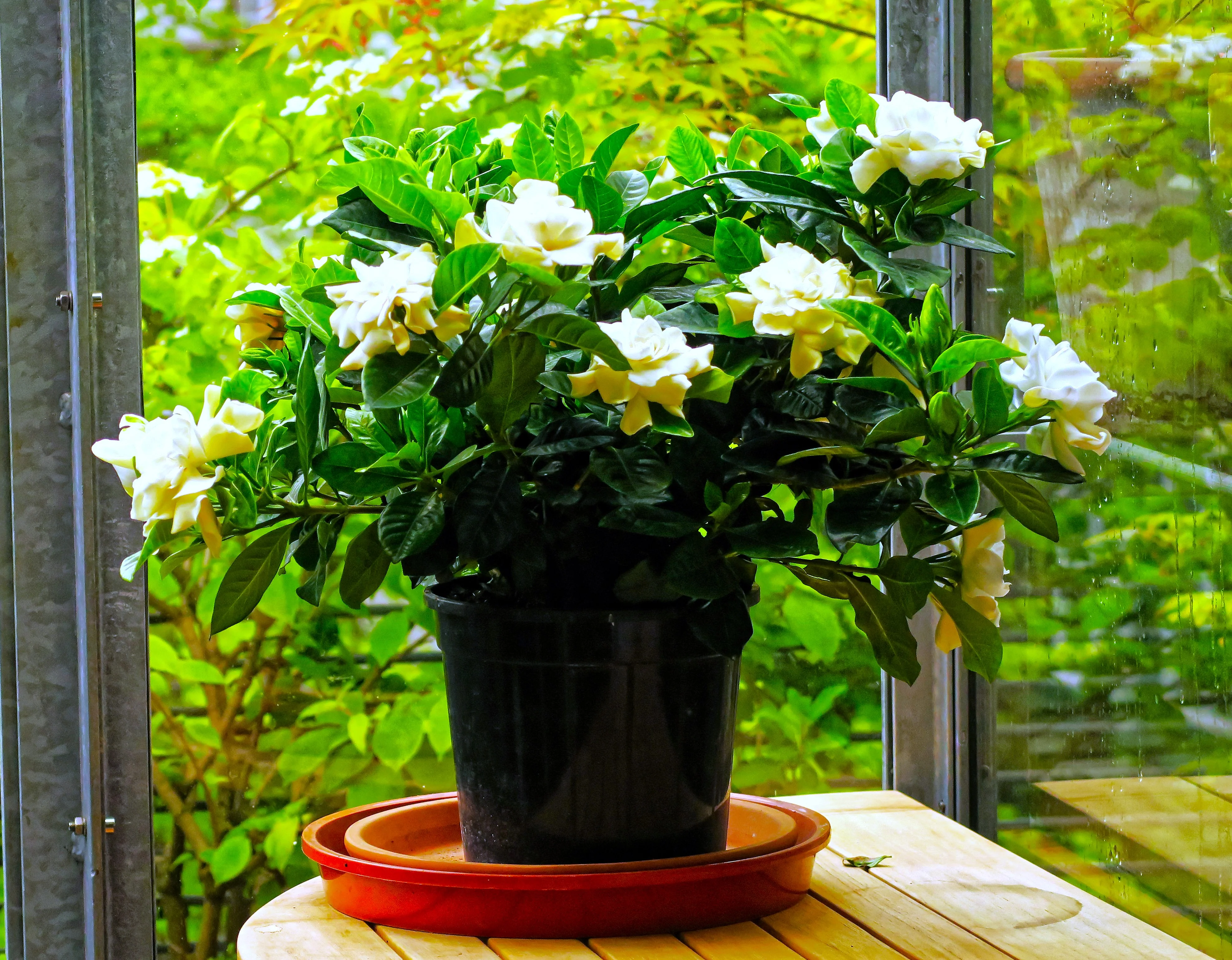 Gardenia - Image 9