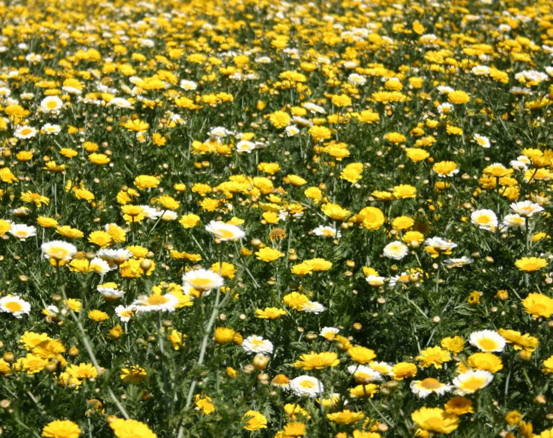 Garland Crown Daisy - Image 3