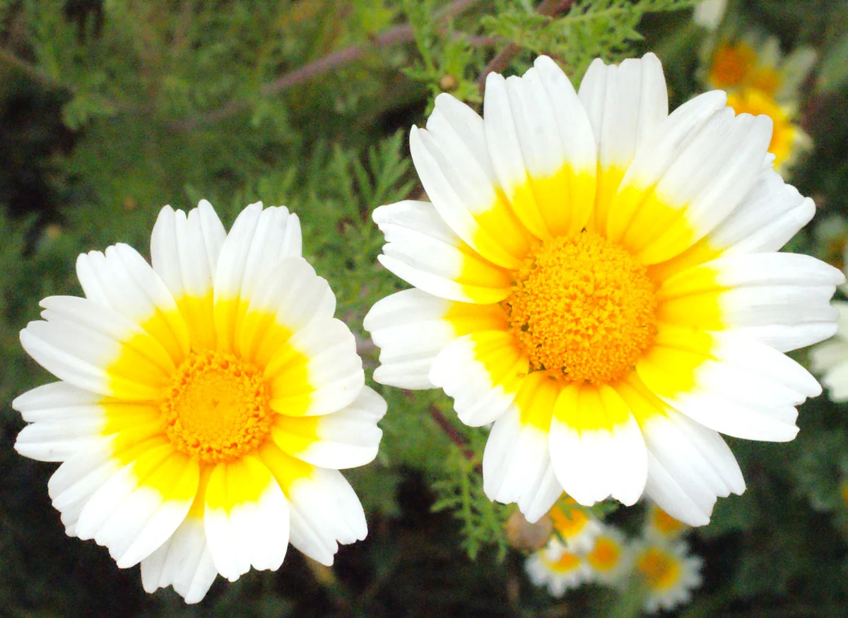 Garland Crown Daisy - Image 4