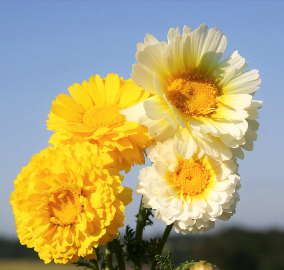 Garland Crown Daisy - Image 5