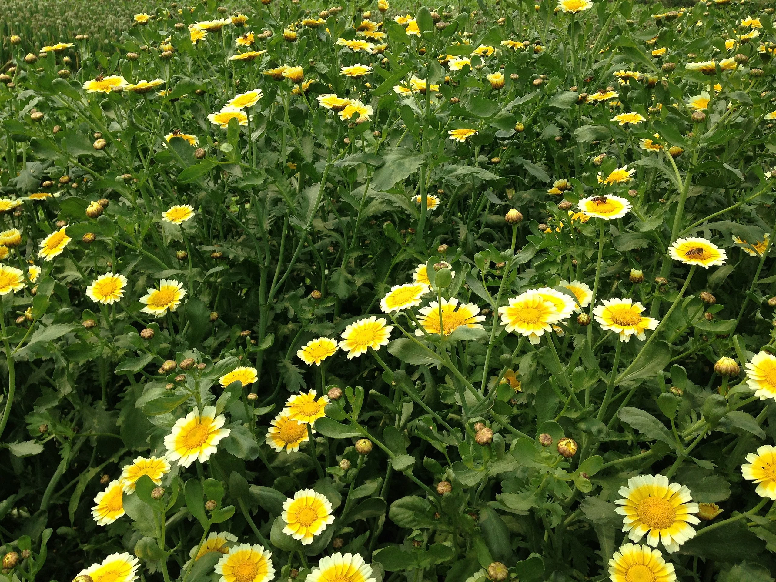 Garland Crown Daisy - Image 7