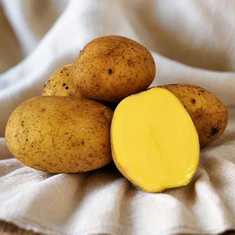 PRE-ORDER NOW! SHIPS APRIL 2026 - German Butterball Seed Potatoes
