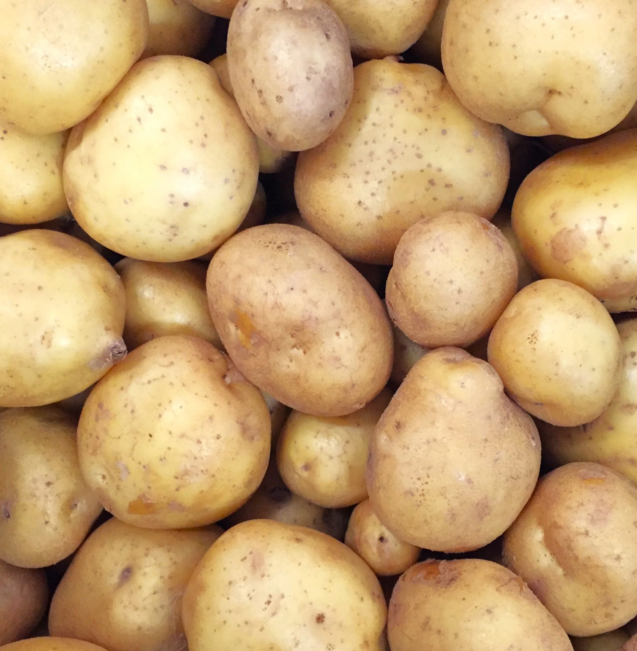 PRE-ORDER NOW! SHIPS APRIL 2026 - German Butterball Seed Potatoes - Image 3