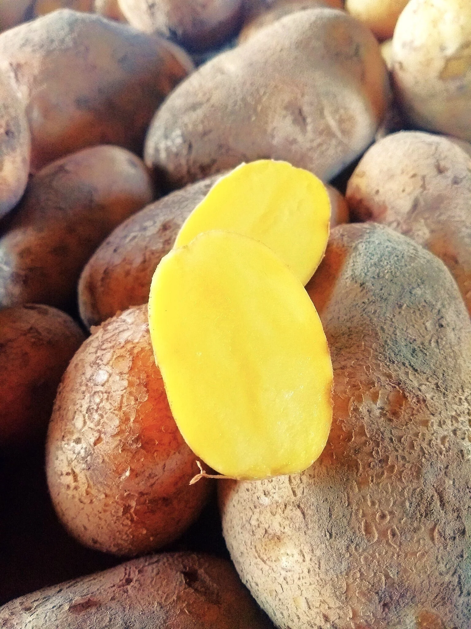 PRE-ORDER NOW! SHIPS APRIL 2026 - German Butterball Seed Potatoes - Image 4