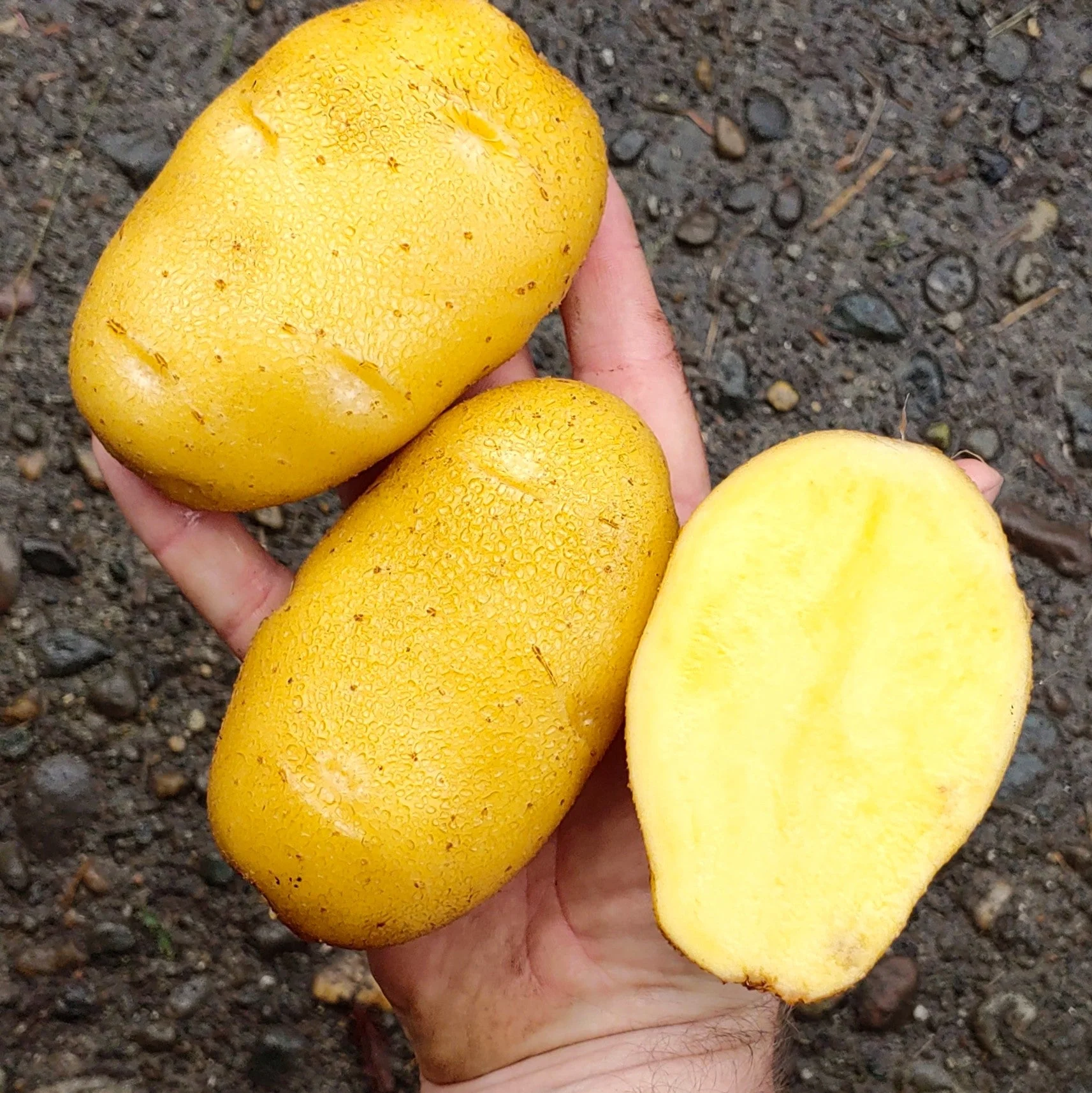 PRE-ORDER NOW! SHIPS APRIL 2026 - German Butterball Seed Potatoes - Image 5