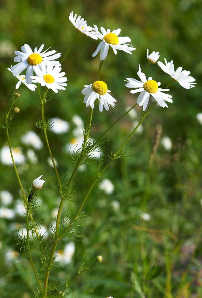 German Chamomile - Image 3