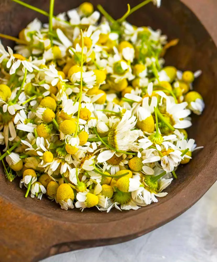 German Chamomile - Image 5