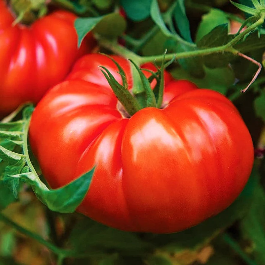 Giant Beefsteak Tomato