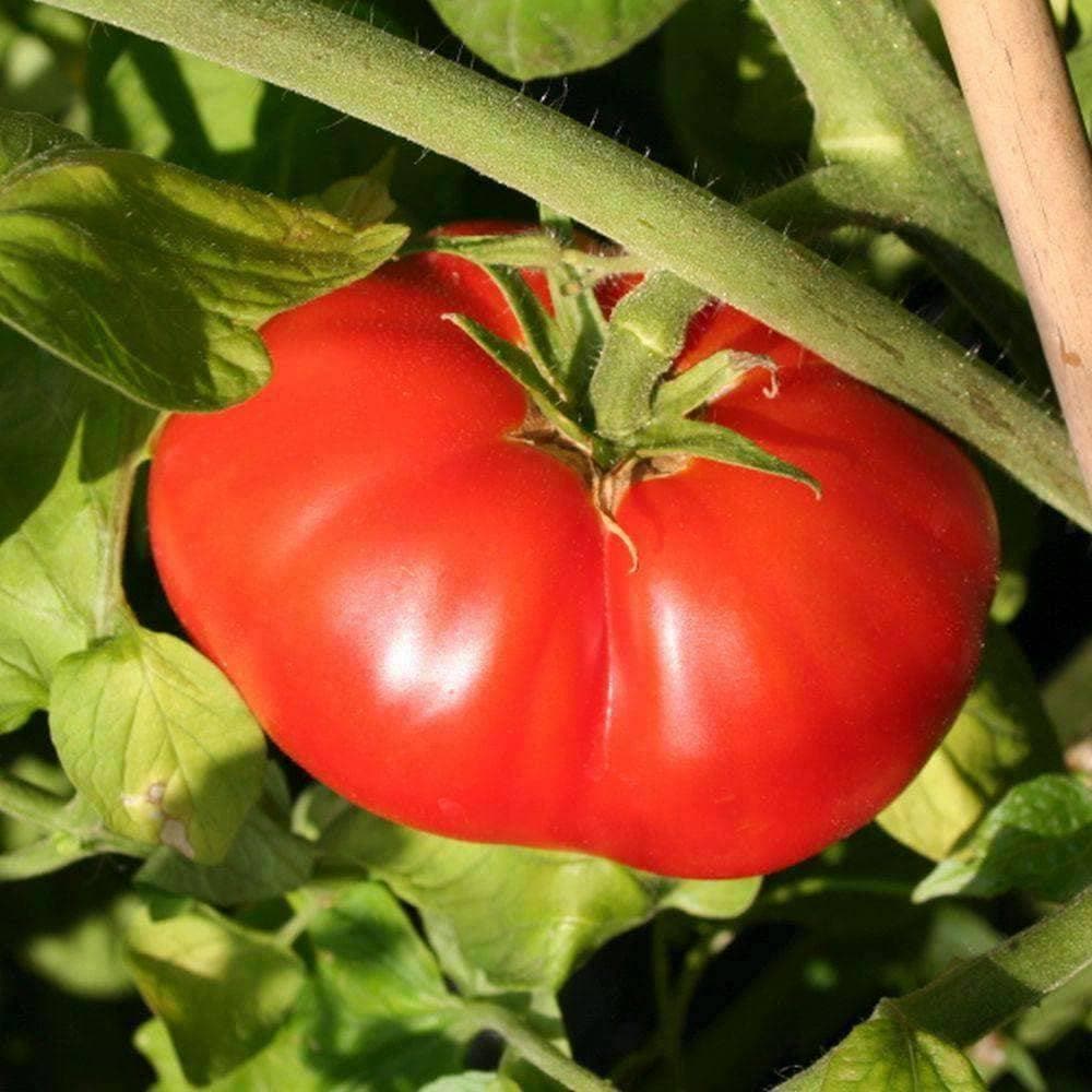 Giant Beefsteak Tomato - Image 2