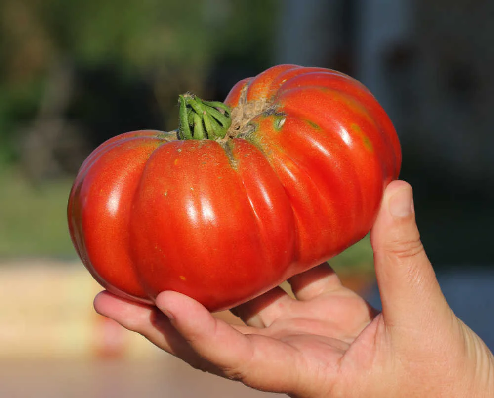 Giant Beefsteak Tomato - Image 3