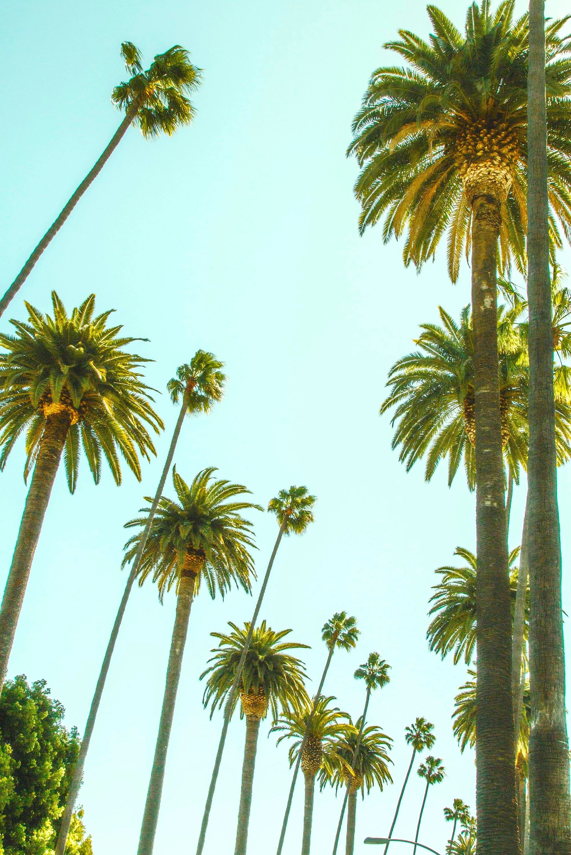Giant California Palm Tree - Image 3