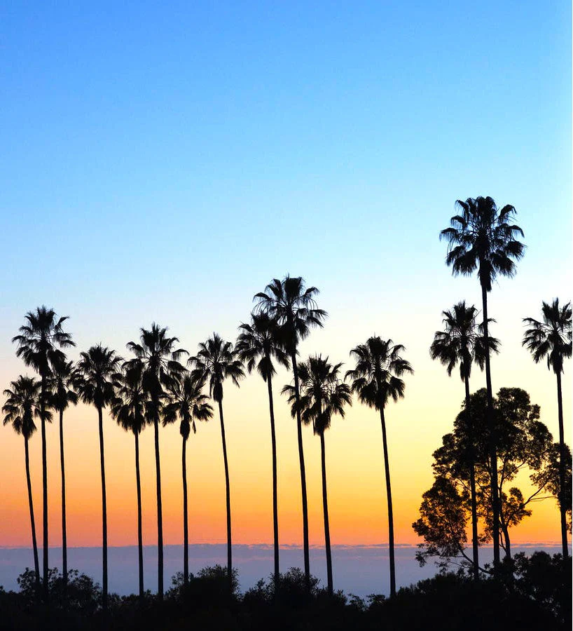 Giant California Palm Tree - Image 4