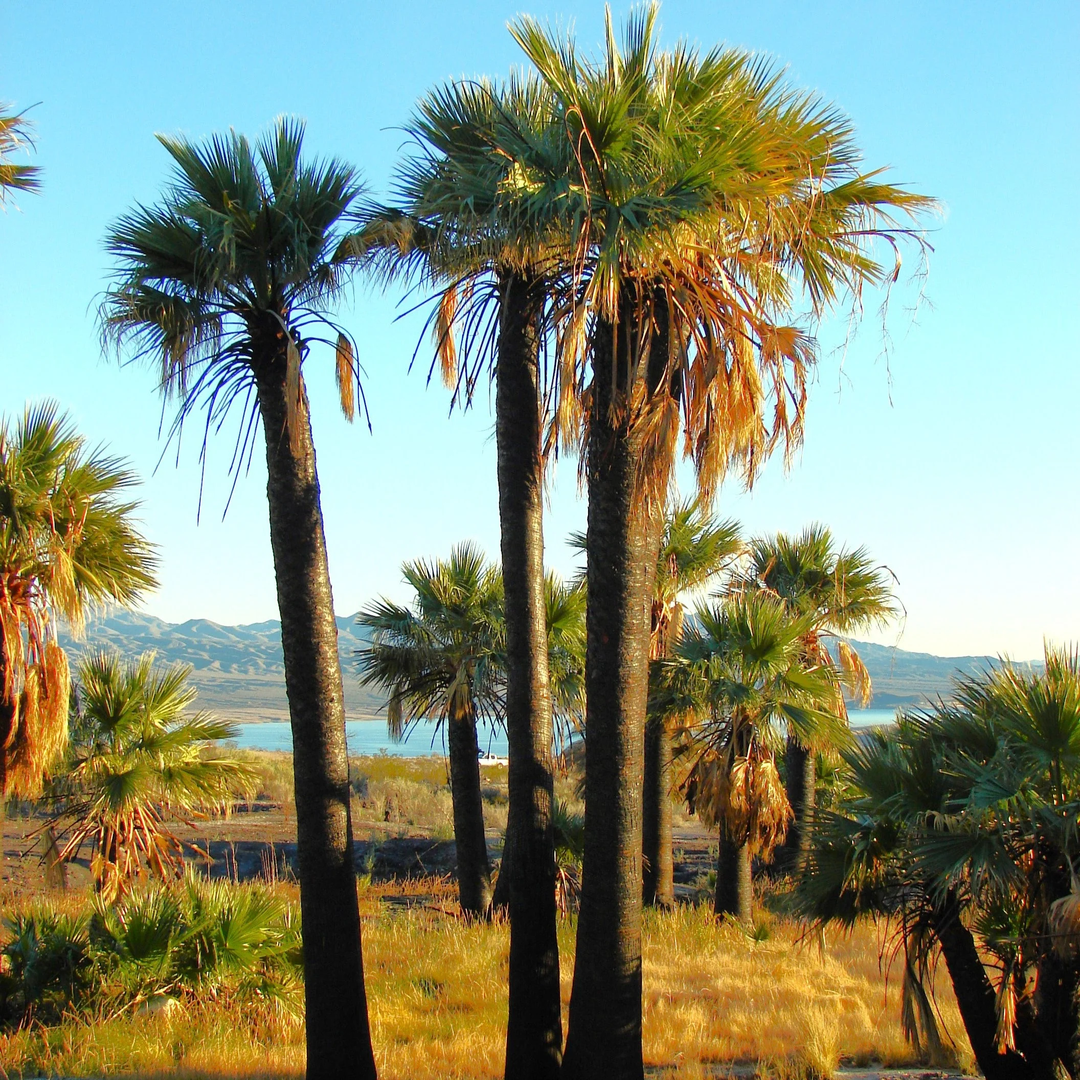 Giant California Palm Tree - Image 5