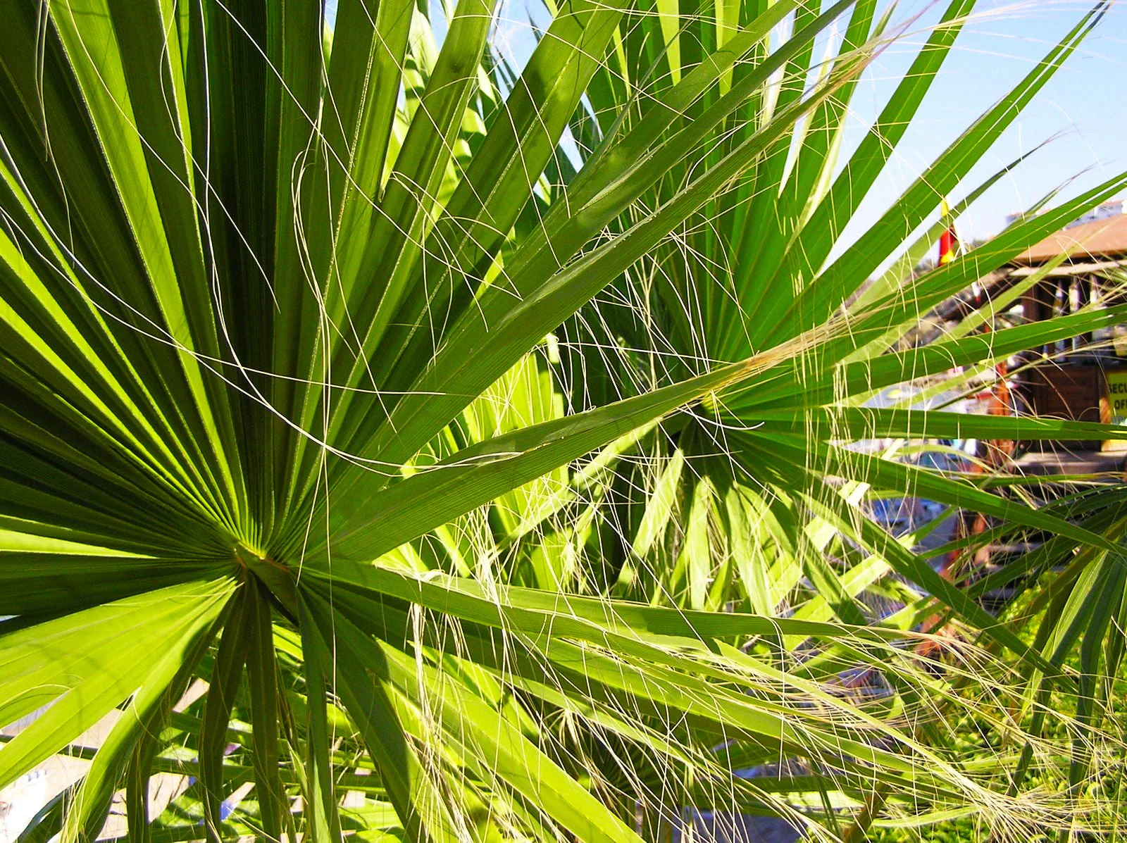 Giant California Palm Tree - Image 7