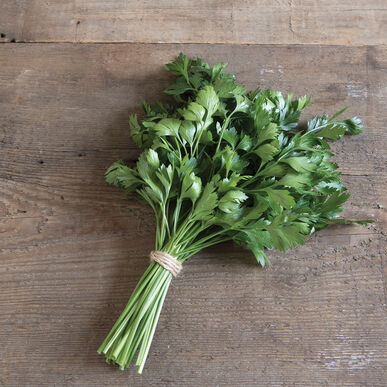 Giant Flat-Leaf Parsley - Image 3