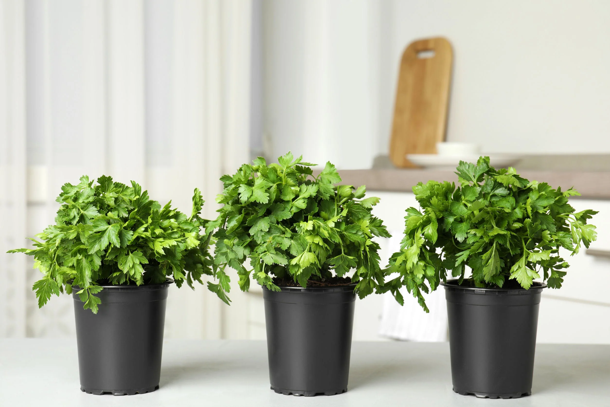 Giant Flat-Leaf Parsley - Image 4