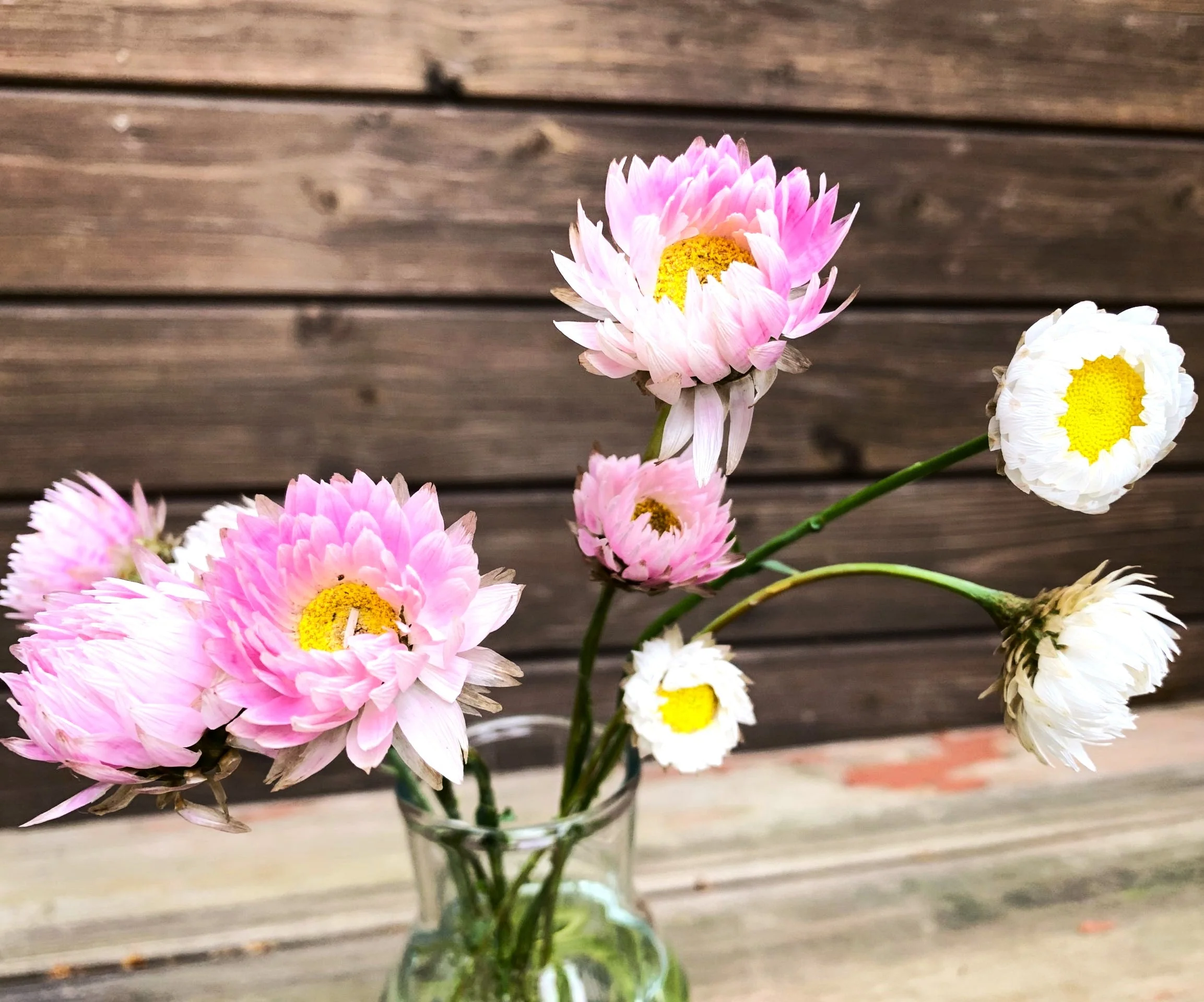 Giant Flowered Mix Paper Daisy - Image 10