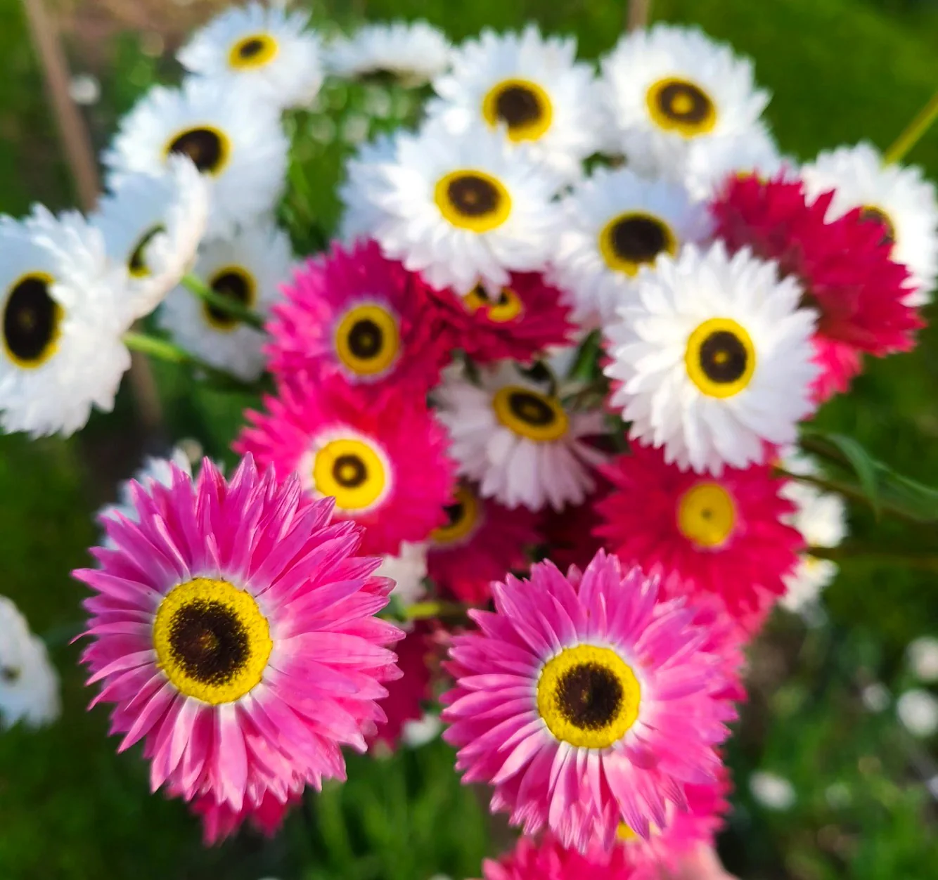Giant Flowered Mix Paper Daisy - Image 3